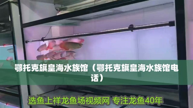 鄂托克水族店【鄂托克旗及鄂托克前旗地區(qū)的水族館/水族店信息】 鄂托克水族店【鄂托克旗及鄂托克前旗地區(qū)的水族館/水族店信息】 全國水族館企業(yè)名錄 第2張