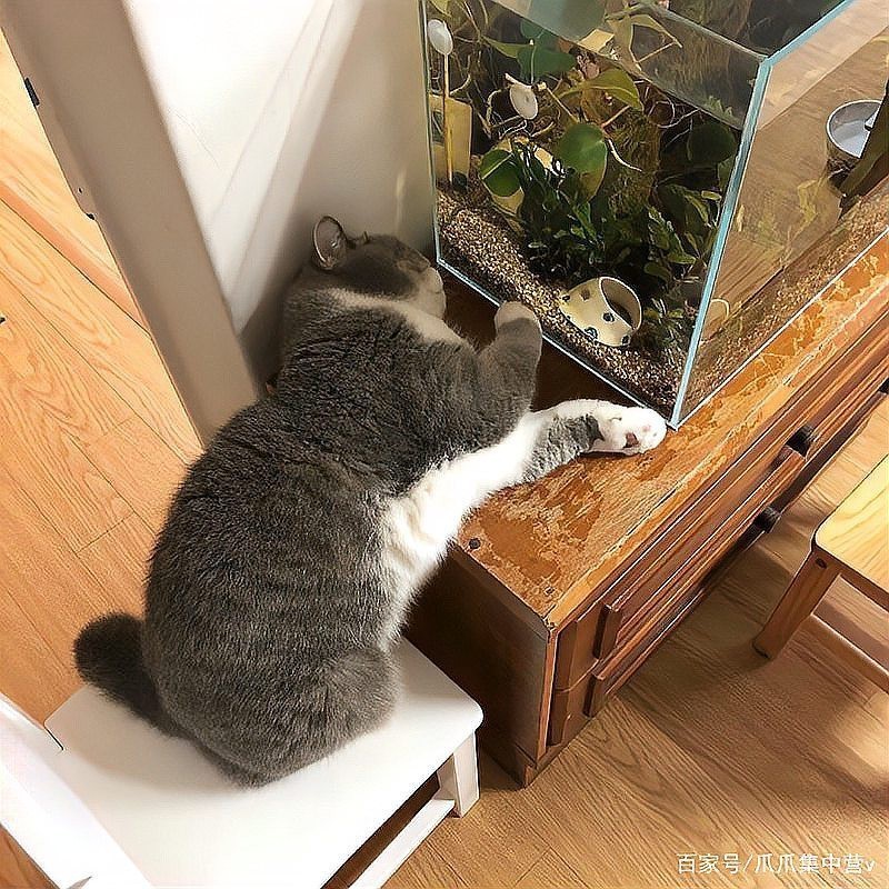 家里養了魚,還能養貓嗎【\