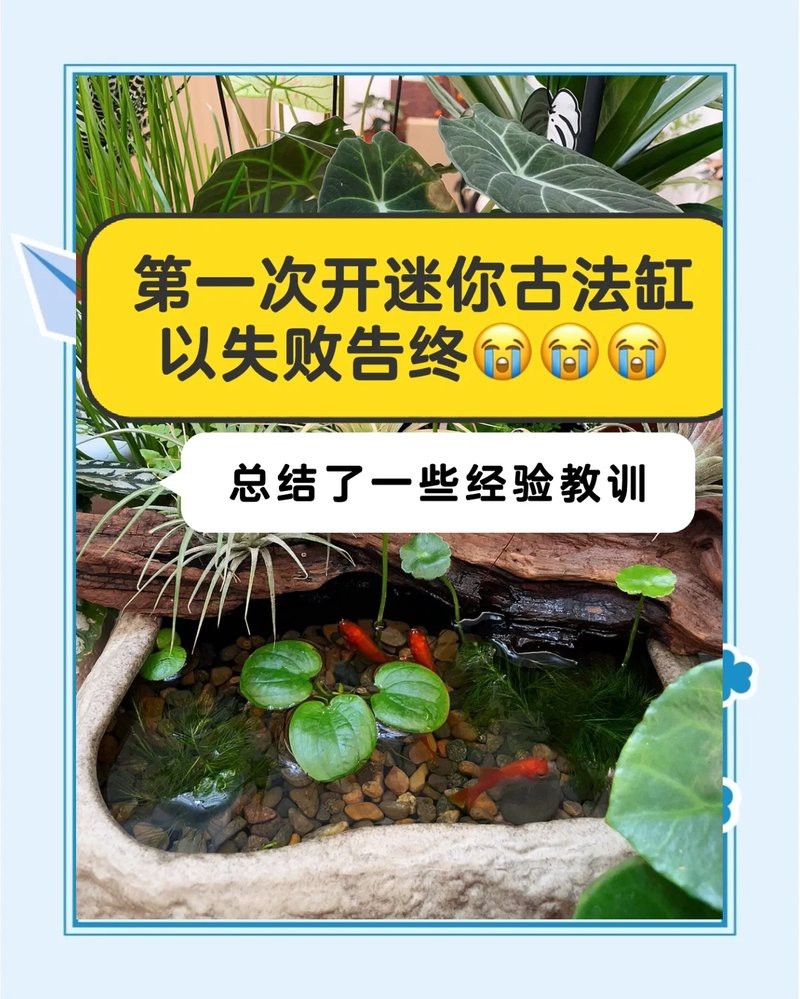 家里養了魚,還能養貓嗎【\