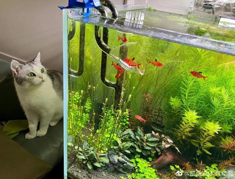 家里養了魚,還能養貓嗎【\