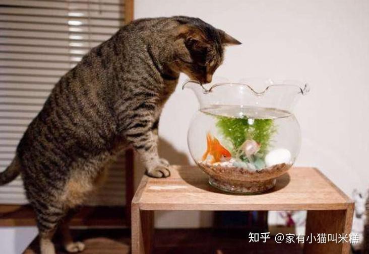 家里養了魚,還能養貓嗎【\