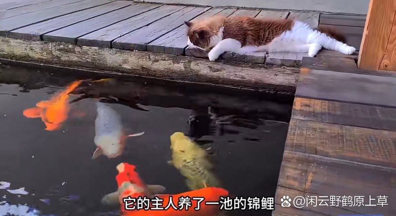 家里養了魚,還能養貓嗎【\