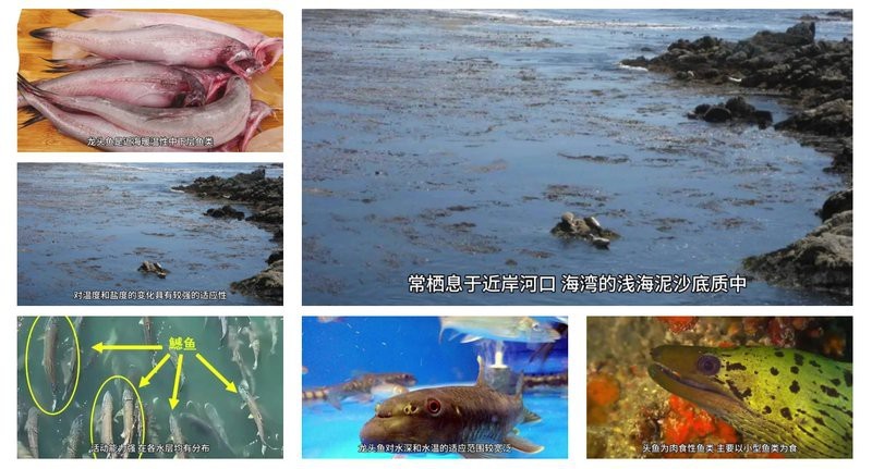 能詳細(xì)描述一下龍頭魚嗎？【東莞奇遇：男子釣獲龍頭魚，神秘身份引熱議！】