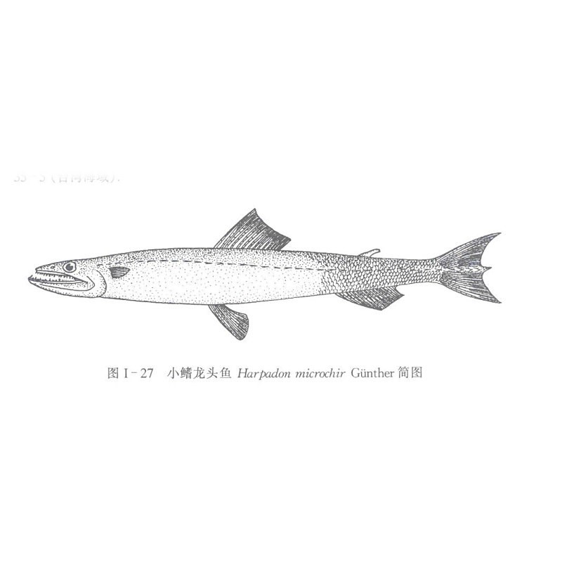能詳細(xì)描述一下龍頭魚嗎？【東莞奇遇：男子釣獲龍頭魚，神秘身份引熱議！】