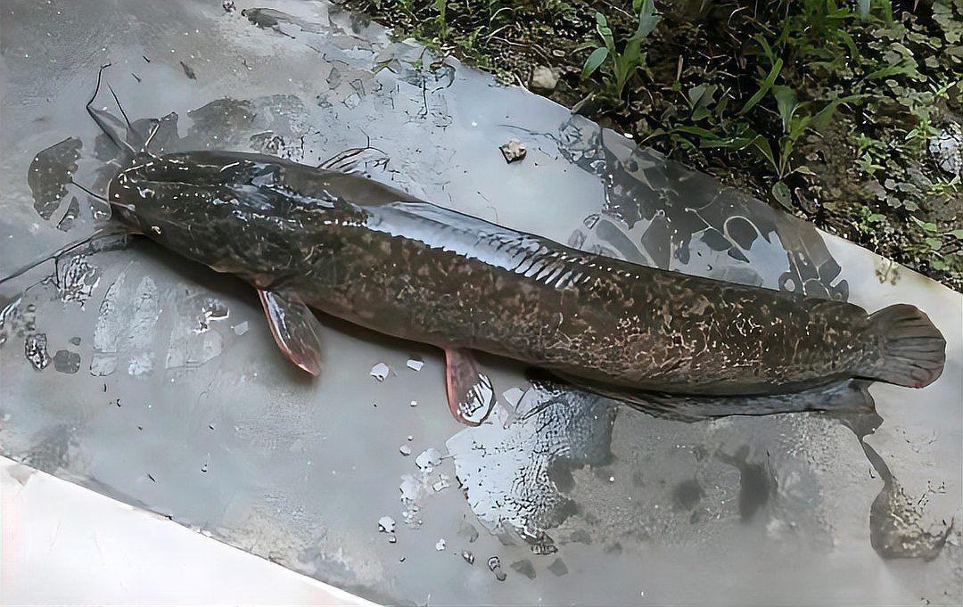 廣東埃及鯰魚能吃嗎【埃及塘鲺、革胡子鯰“變臟”之謎，釣魚人木木“變臟”之謎】 廣東埃及鯰魚能吃嗎【埃及塘鲺、革胡子鯰“變臟”之謎，釣魚人木木“變臟”之謎】 全國水族館企業(yè)名錄 第1張