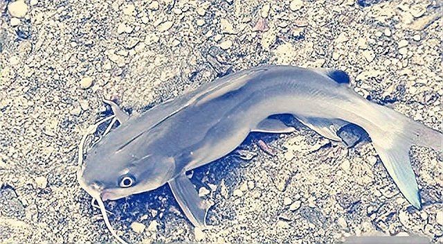 廣東埃及鯰魚能吃嗎【埃及塘鲺、革胡子鯰“變臟”之謎，釣魚人木木“變臟”之謎】 廣東埃及鯰魚能吃嗎【埃及塘鲺、革胡子鯰“變臟”之謎，釣魚人木木“變臟”之謎】 全國水族館企業(yè)名錄 第5張