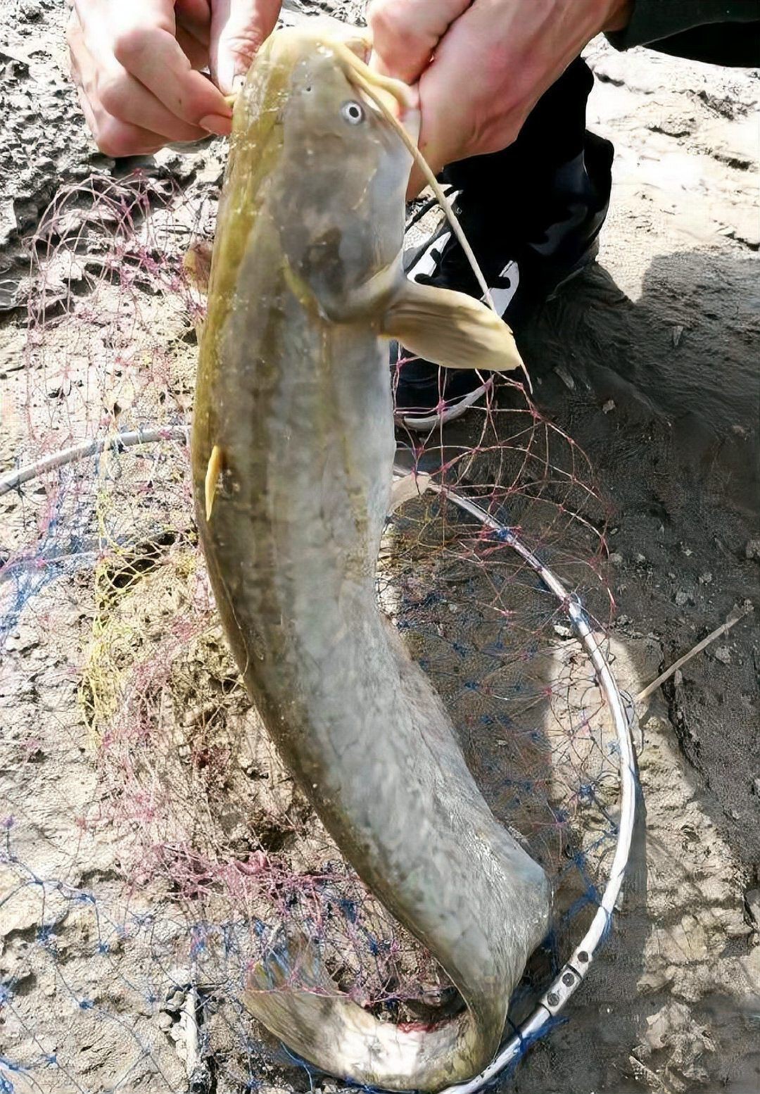 廣東埃及鯰魚能吃嗎【埃及塘鲺、革胡子鯰“變臟”之謎，釣魚人木木“變臟”之謎】 廣東埃及鯰魚能吃嗎【埃及塘鲺、革胡子鯰“變臟”之謎，釣魚人木木“變臟”之謎】 全國水族館企業(yè)名錄 第11張