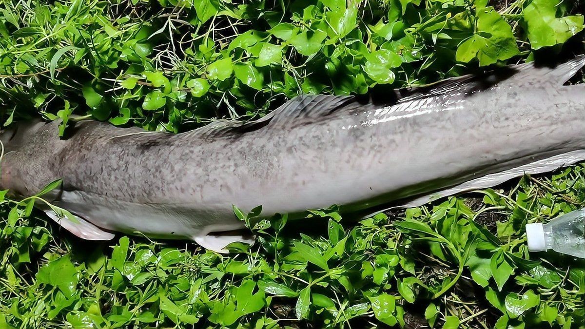 廣東埃及鯰魚能吃嗎【埃及塘鲺、革胡子鯰“變臟”之謎，釣魚人木木“變臟”之謎】 廣東埃及鯰魚能吃嗎【埃及塘鲺、革胡子鯰“變臟”之謎，釣魚人木木“變臟”之謎】 全國水族館企業(yè)名錄 第13張