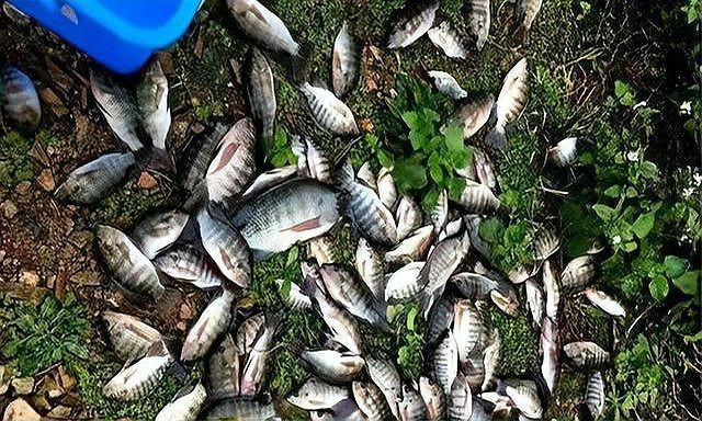 廣東埃及鯰魚能吃嗎【埃及塘鲺、革胡子鯰“變臟”之謎，釣魚人木木“變臟”之謎】 廣東埃及鯰魚能吃嗎【埃及塘鲺、革胡子鯰“變臟”之謎，釣魚人木木“變臟”之謎】 全國水族館企業(yè)名錄 第15張