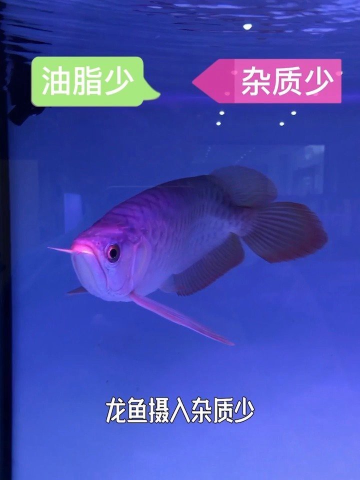 金龍魚幼苗的飼料品牌推薦【寵物智選貓龍魚專用飼料大揭秘,金龍銀龍都愛吃!】 金龍魚幼苗的飼料品牌推薦【寵物智選貓龍魚專用飼料大揭秘,金龍銀龍都愛吃!】 龍魚百科 第6張