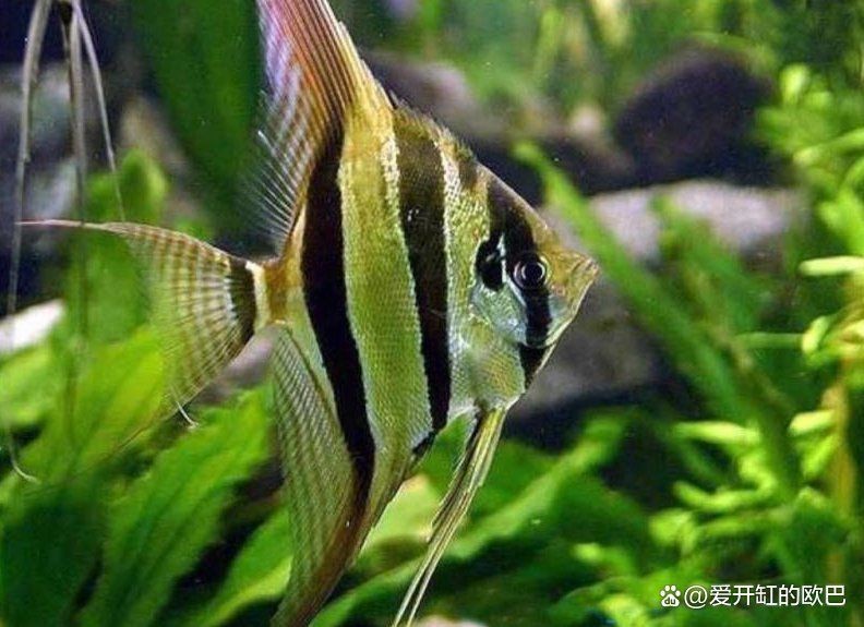 哪些魚新手不能碰【剛開始養(yǎng)魚，這五種盡量先別碰】