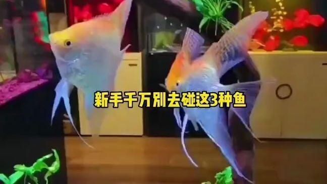 哪些魚新手不能碰【剛開始養(yǎng)魚，這五種盡量先別碰】