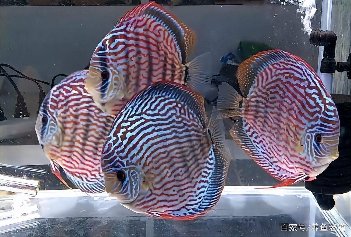 哪些魚新手不能碰【剛開始養(yǎng)魚，這五種盡量先別碰】