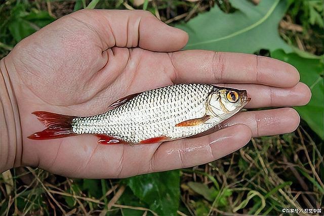 哪些魚新手不能碰【剛開始養(yǎng)魚，這五種盡量先別碰】