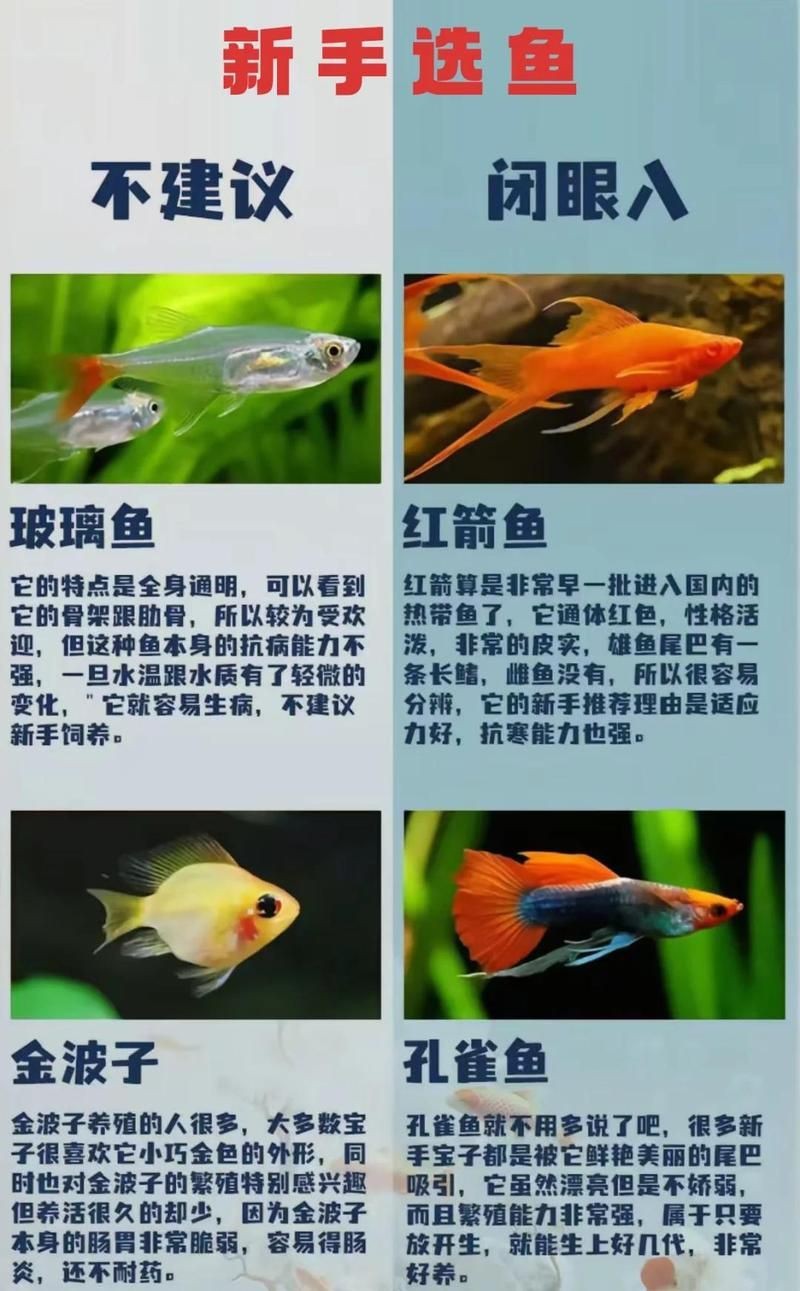 哪些魚新手不能碰【剛開始養(yǎng)魚，這五種盡量先別碰】