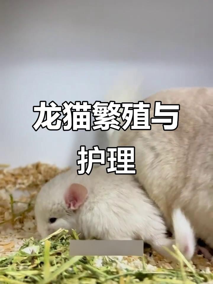龍貓的繁殖過程是怎樣的？【1112,龍貓繁殖全攻略】 龍貓的繁殖過程是怎樣的？【1112,龍貓繁殖全攻略】 龍魚百科 第3張