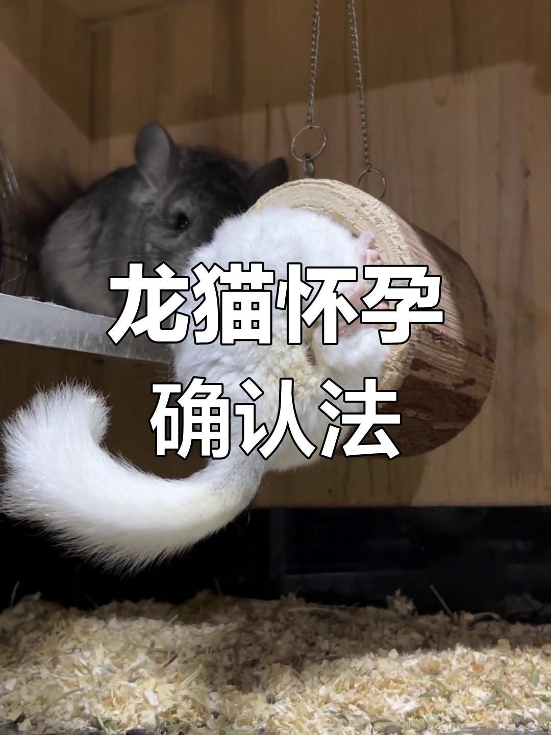 龍貓的繁殖過程是怎樣的？【1112,龍貓繁殖全攻略】 龍貓的繁殖過程是怎樣的？【1112,龍貓繁殖全攻略】 龍魚百科 第4張