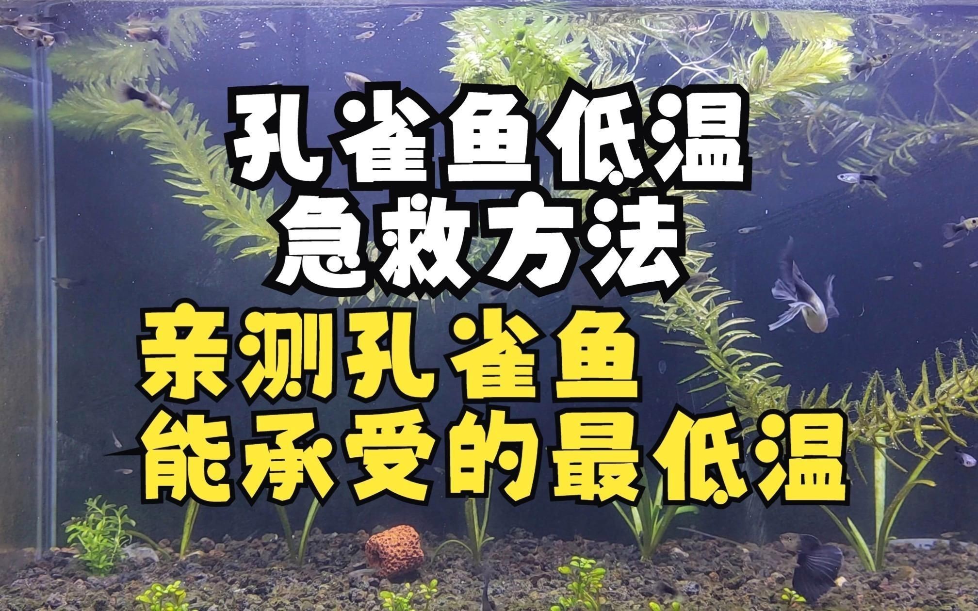 冷水孔雀魚 凍不死【孔雀魚低溫急救方法,親測孔雀魚能忍耐的最低溫度嗶哩嗶哩】 龍魚百科 第1張 冷水孔雀魚 凍不死【孔雀魚低溫急救方法,親測孔雀魚能忍耐的最低溫度嗶哩嗶哩】 冷水孔雀魚 凍不死【孔雀魚低溫急救方法,親測孔雀魚能忍耐的最低溫度嗶哩嗶哩】 龍魚百科 第1張