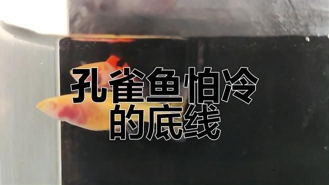 冷水孔雀魚 凍不死【孔雀魚低溫急救方法,親測孔雀魚能忍耐的最低溫度嗶哩嗶哩】 龍魚百科 第4張 冷水孔雀魚 凍不死【孔雀魚低溫急救方法,親測孔雀魚能忍耐的最低溫度嗶哩嗶哩】 冷水孔雀魚 凍不死【孔雀魚低溫急救方法,親測孔雀魚能忍耐的最低溫度嗶哩嗶哩】 龍魚百科 第4張