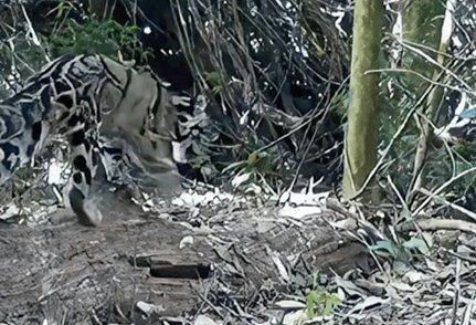 老撾有豹子嗎【中國老撾邊境拍攝到罕見瀕危動物】