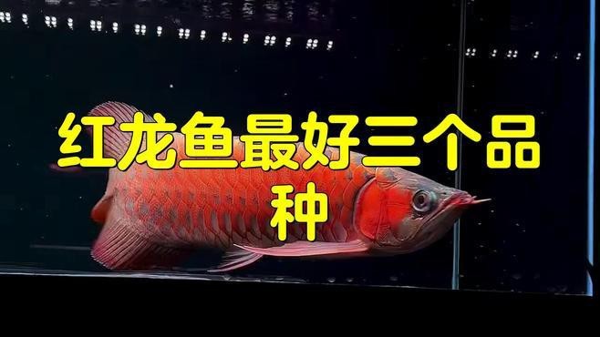 頂級紅龍魚有哪些品種？【紅龍魚品種大揭秘】