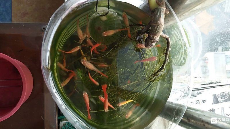 孔雀魚之家論壇【孔雀魚養殖中要規避哪些錯誤網友:都是經驗農情萬家】
