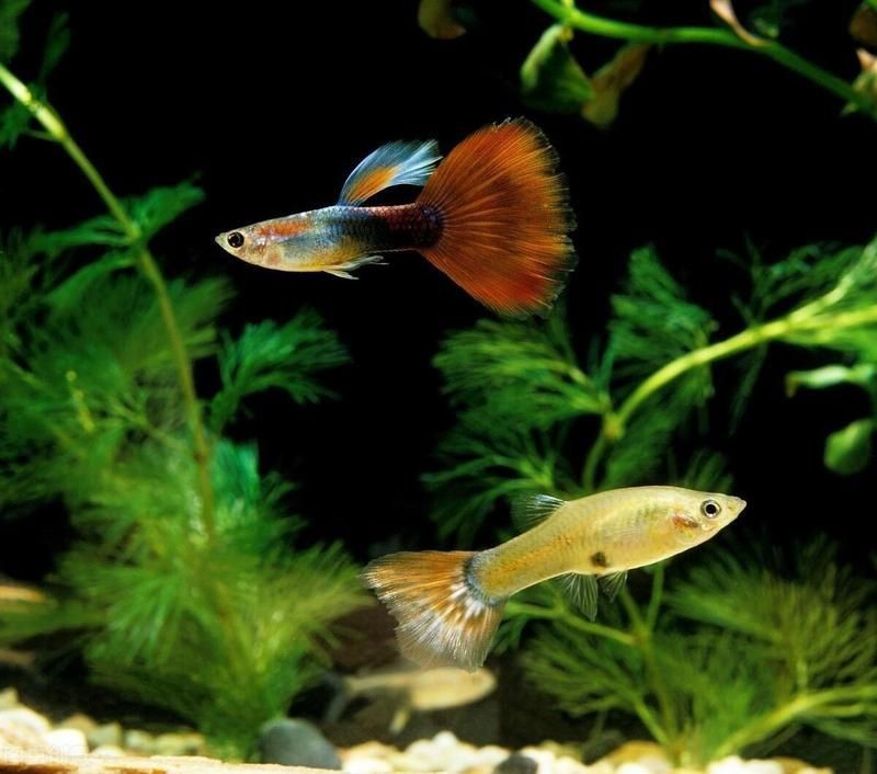 孔雀魚之家論壇【孔雀魚養殖中要規避哪些錯誤網友:都是經驗農情萬家】