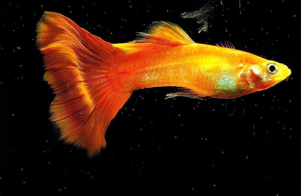 孔雀魚之家論壇【孔雀魚養殖中要規避哪些錯誤網友:都是經驗農情萬家】