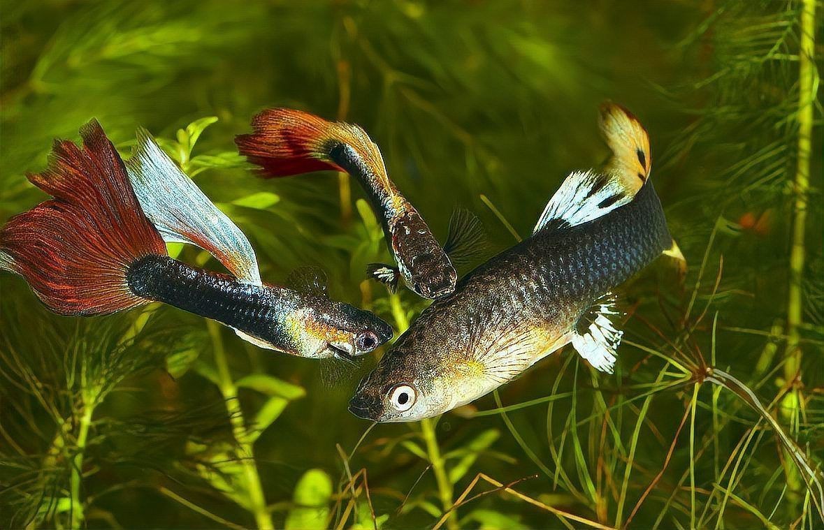 孔雀魚之家論壇【孔雀魚養殖中要規避哪些錯誤網友:都是經驗農情萬家】