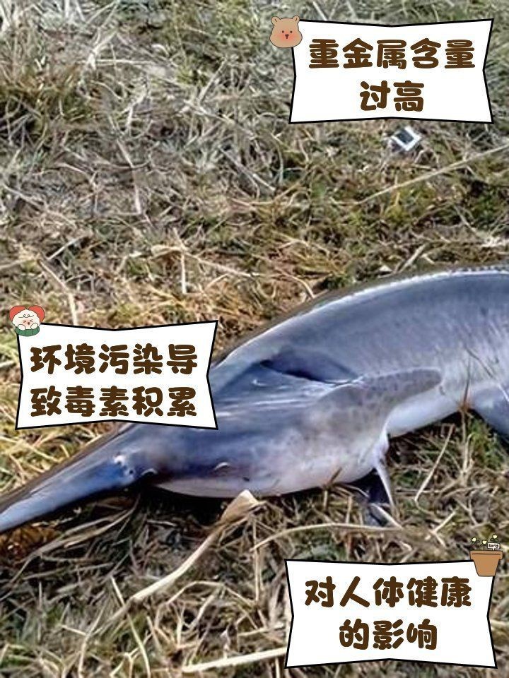 湖南鴨嘴魚為啥沒人吃【鴨嘴魚在湖南市場供應鏈不值這個價值6萬斤的鴨嘴魚】 湖南鴨嘴魚為啥沒人吃【鴨嘴魚在湖南市場供應鏈不值這個價值6萬斤的鴨嘴魚】 龍魚論壇 第4張