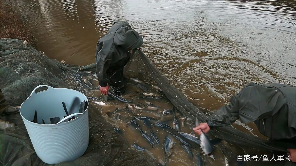 湖南鴨嘴魚為啥沒人吃【鴨嘴魚在湖南市場供應鏈不值這個價值6萬斤的鴨嘴魚】 湖南鴨嘴魚為啥沒人吃【鴨嘴魚在湖南市場供應鏈不值這個價值6萬斤的鴨嘴魚】 龍魚論壇 第7張