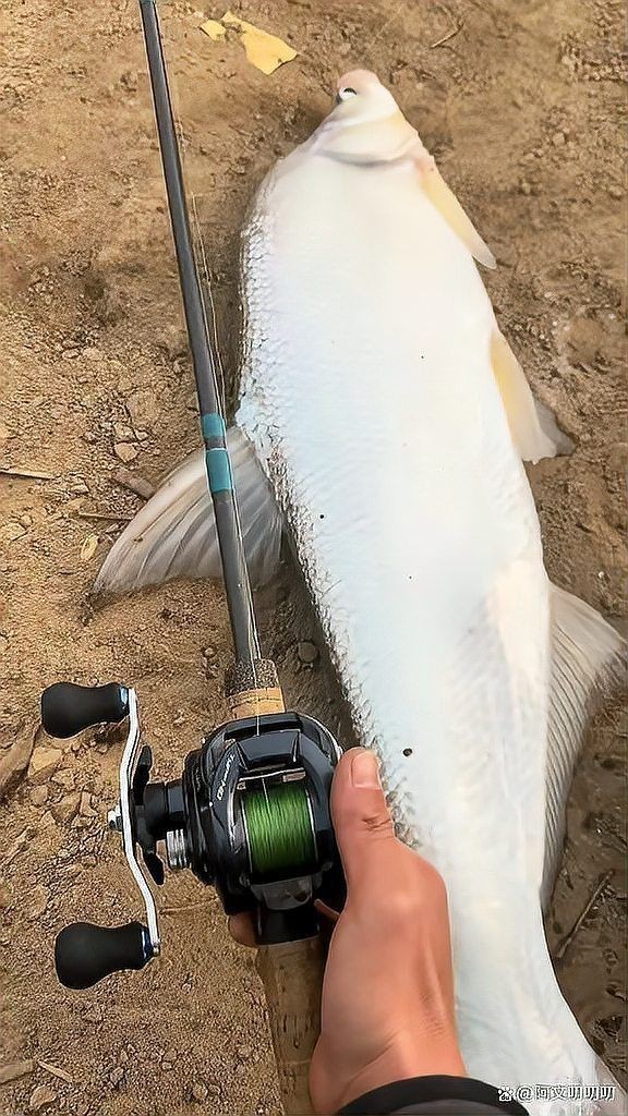 湖南鴨嘴魚為啥沒人吃【鴨嘴魚在湖南市場供應鏈不值這個價值6萬斤的鴨嘴魚】 湖南鴨嘴魚為啥沒人吃【鴨嘴魚在湖南市場供應鏈不值這個價值6萬斤的鴨嘴魚】 龍魚論壇 第9張
