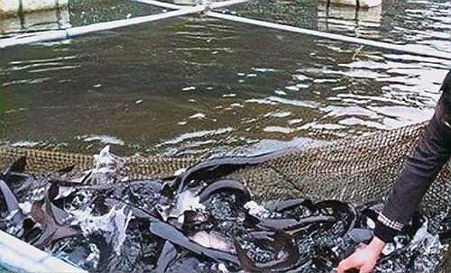湖南鴨嘴魚為啥沒人吃【鴨嘴魚在湖南市場供應鏈不值這個價值6萬斤的鴨嘴魚】 湖南鴨嘴魚為啥沒人吃【鴨嘴魚在湖南市場供應鏈不值這個價值6萬斤的鴨嘴魚】 龍魚論壇 第11張