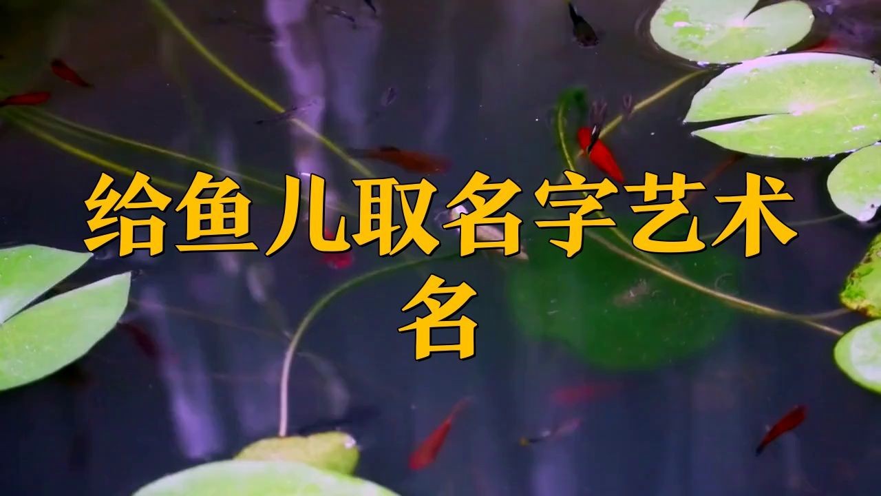 名字好聽的魚類【為魚類取好聽的名字可從自然意象、文化寓意等維度展開】