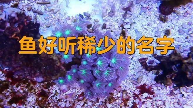 名字好聽的魚類【為魚類取好聽的名字可從自然意象、文化寓意等維度展開】