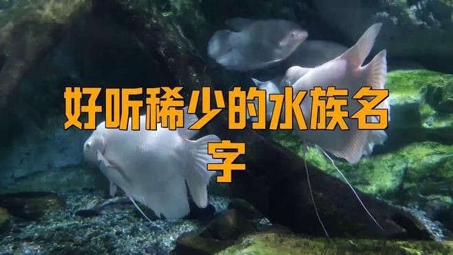 名字好聽的魚類【為魚類取好聽的名字可從自然意象、文化寓意等維度展開】