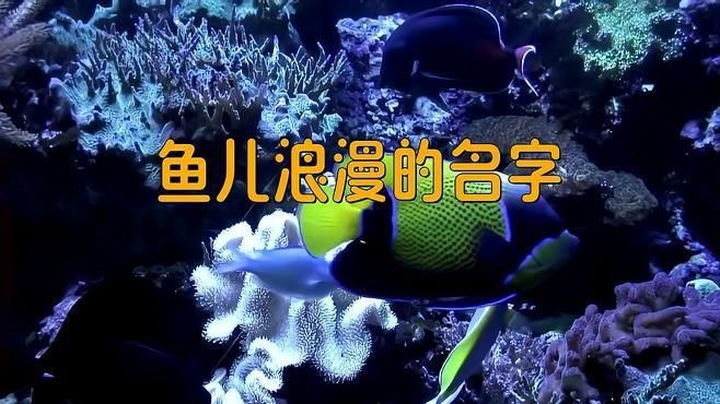 名字好聽的魚類【為魚類取好聽的名字可從自然意象、文化寓意等維度展開】