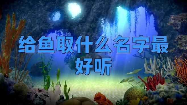 名字好聽的魚類【為魚類取好聽的名字可從自然意象、文化寓意等維度展開】