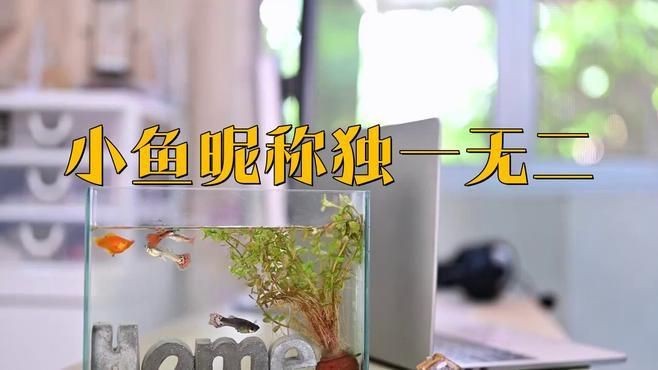 名字好聽的魚類【為魚類取好聽的名字可從自然意象、文化寓意等維度展開】