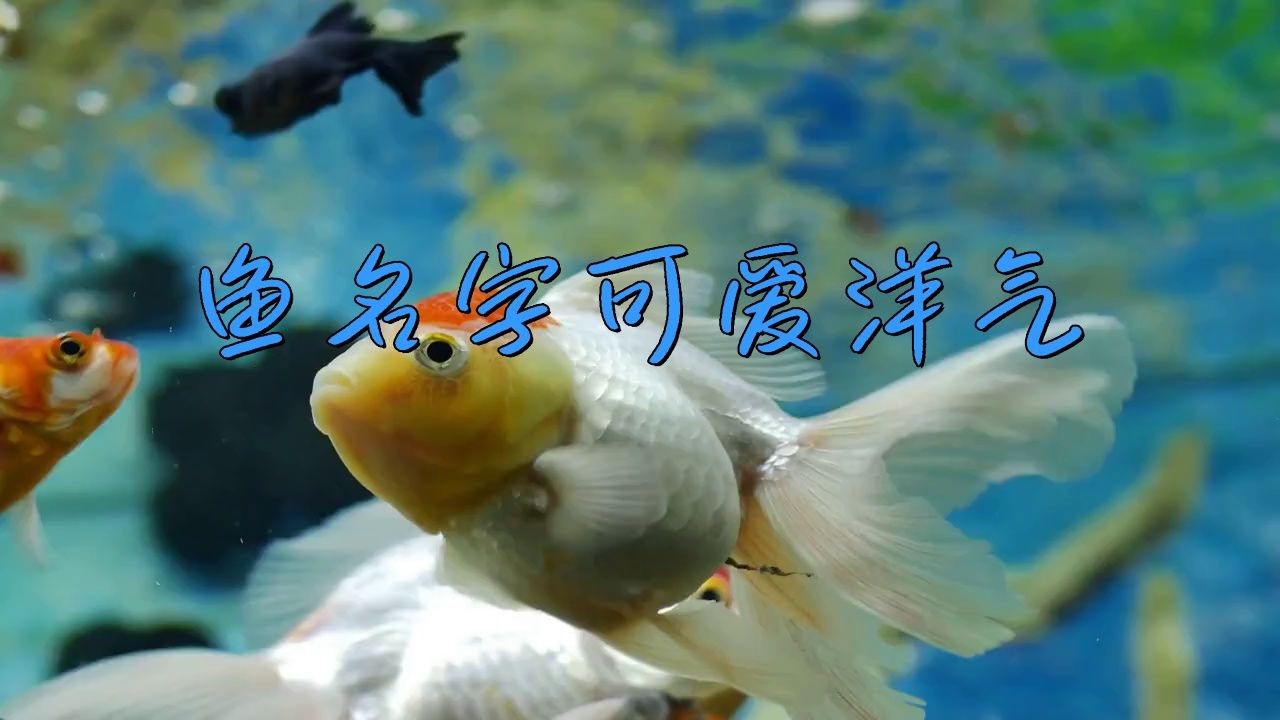 名字好聽的魚類【為魚類取好聽的名字可從自然意象、文化寓意等維度展開】