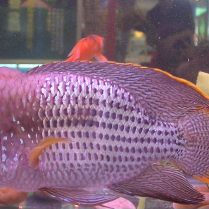 淡水皇冠魚(yú)【淡水皇冠魚(yú)\