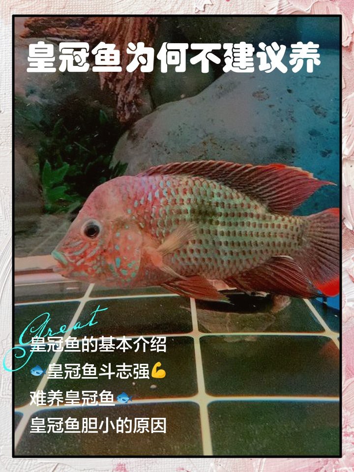 淡水皇冠魚(yú)【淡水皇冠魚(yú)\