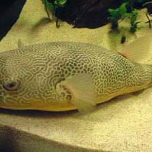 淡水皇冠魚(yú)【淡水皇冠魚(yú)\