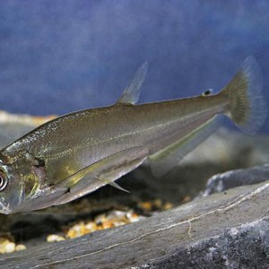 淡水皇冠魚(yú)【淡水皇冠魚(yú)\