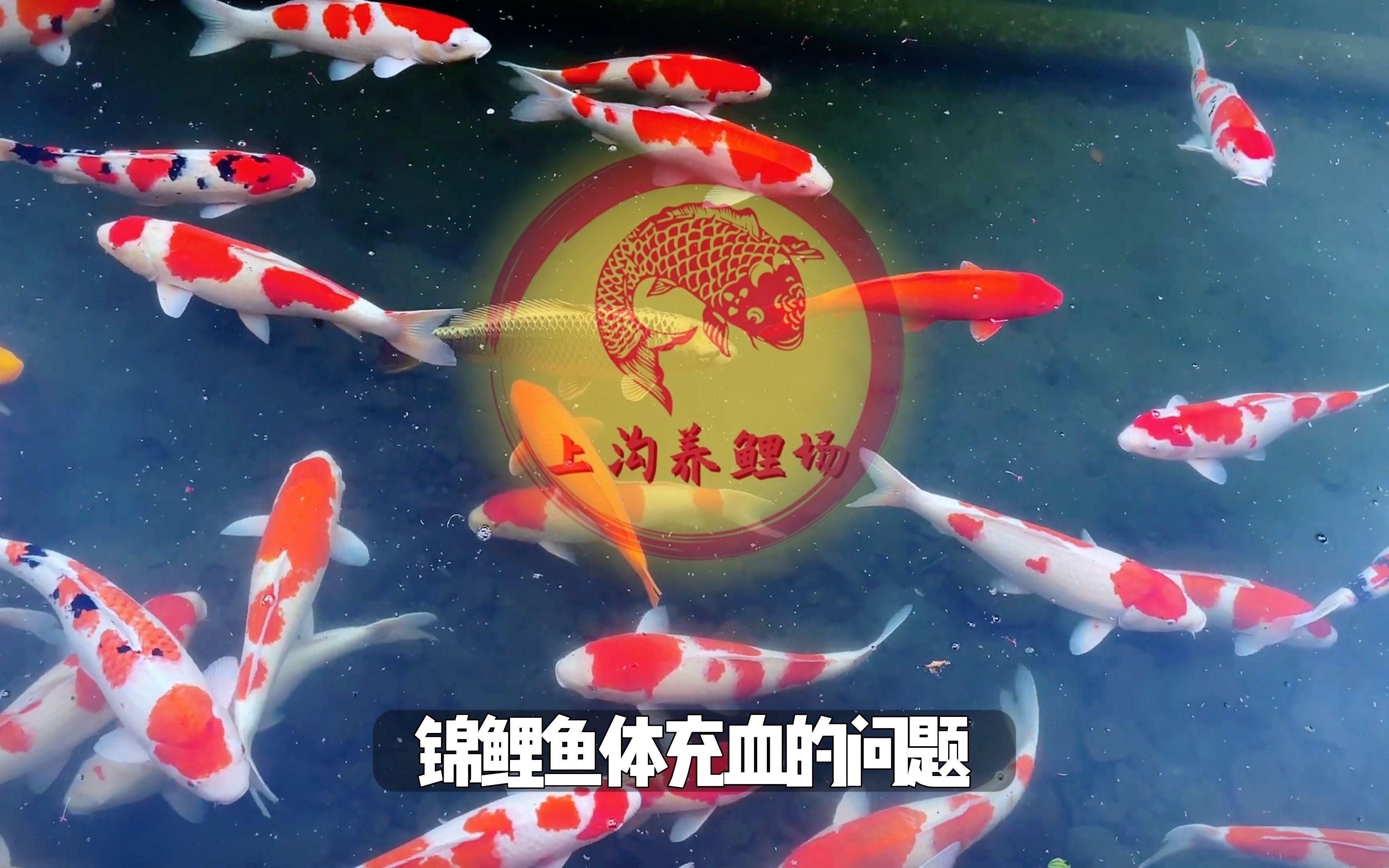 有哪些常見的魚會得充血病？【關(guān)于魚類充血病的問題】