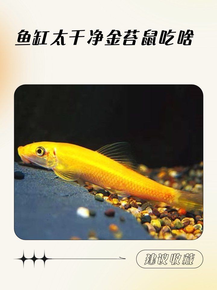 金苔鼠最愛吃三種魚【關于金苔鼠的食性偏好，綜合多個可信來源的信息顯示】