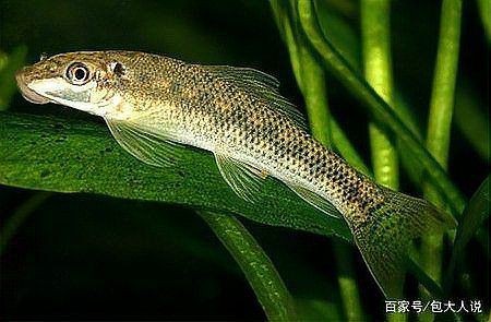 金苔鼠最愛吃三種魚【關于金苔鼠的食性偏好，綜合多個可信來源的信息顯示】