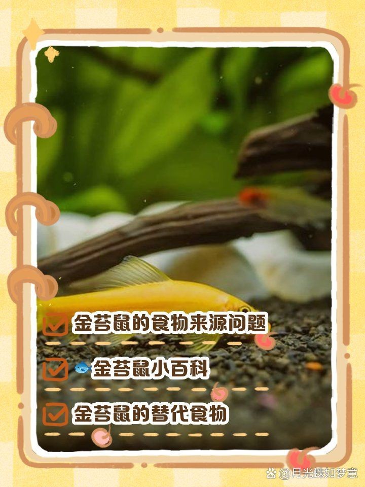 金苔鼠最愛吃三種魚【關于金苔鼠的食性偏好，綜合多個可信來源的信息顯示】