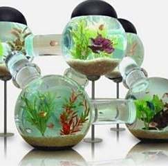 舍伯吐水族店【如何舍伯吐水族店的具體地址在哪里】 舍伯吐水族店【如何舍伯吐水族店的具體地址在哪里】 全國水族館企業名錄 第3張