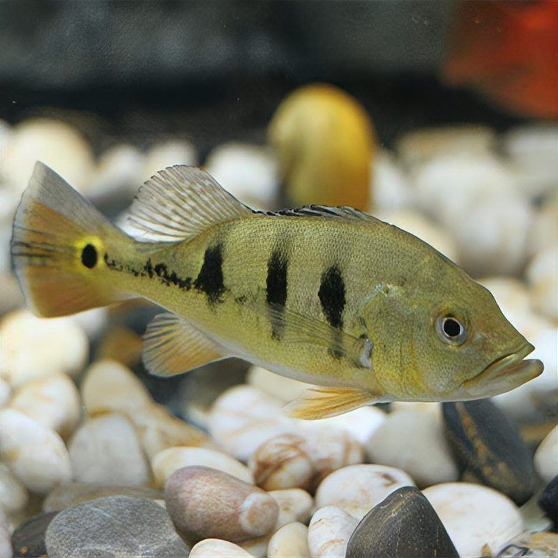 金老虎和巴西亞哪個更耐用【巴西亞養魚攻略】